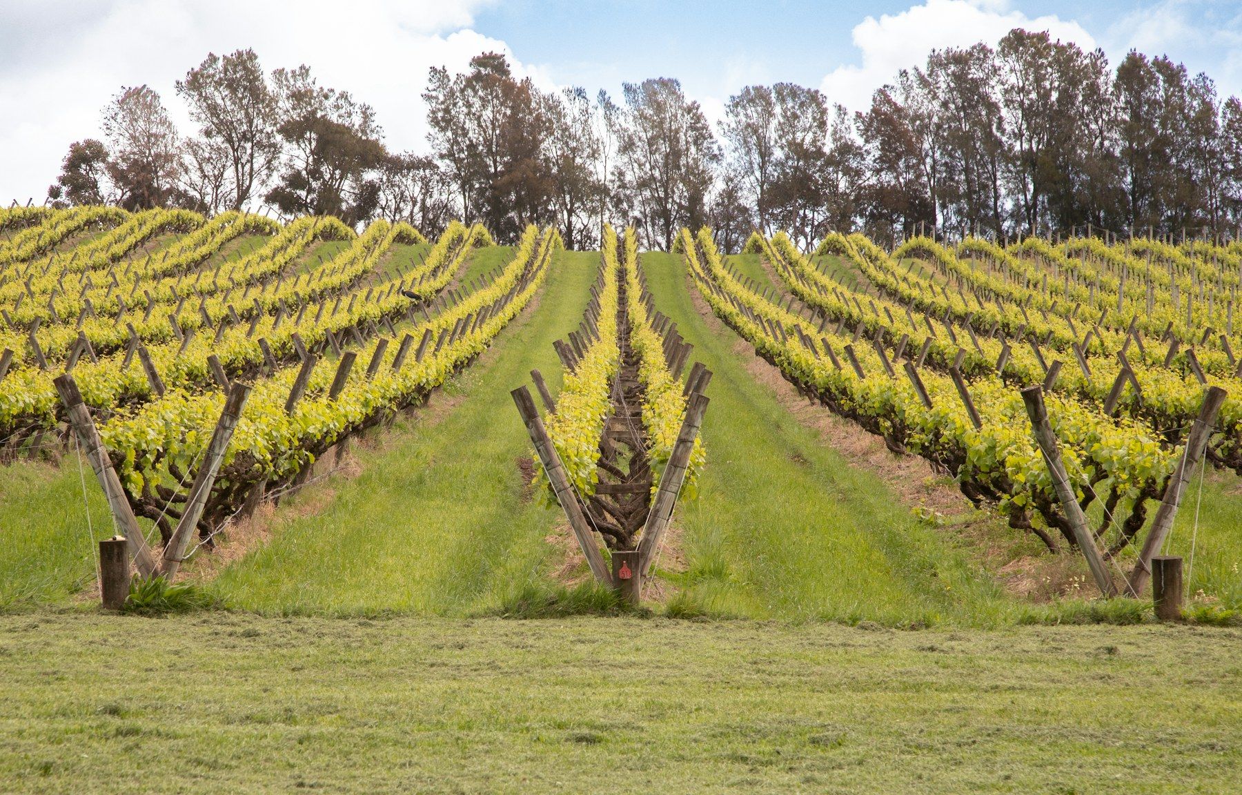 Rows of grapevines in a vineyard