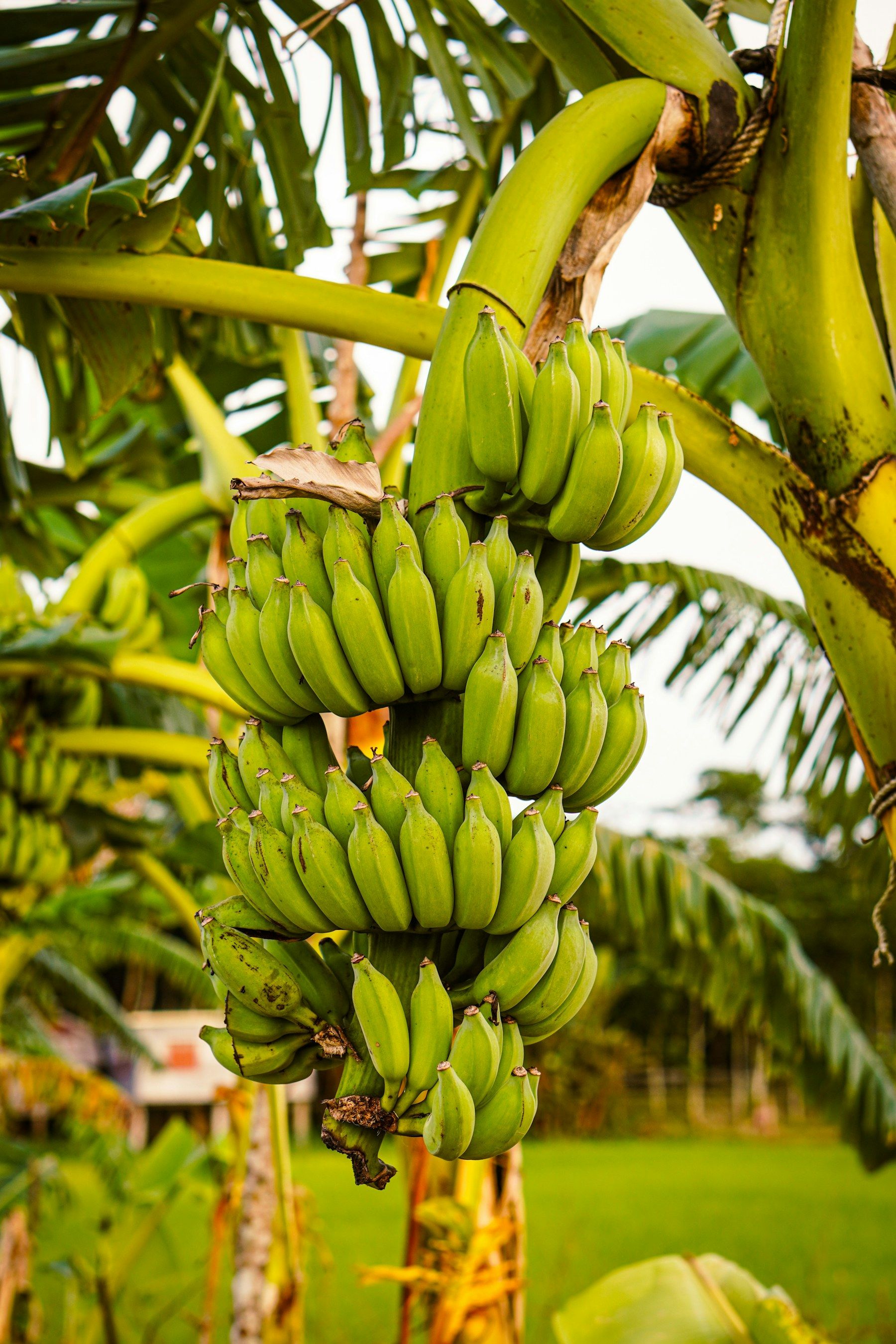 Bunches of green bananas growing on a banana plant